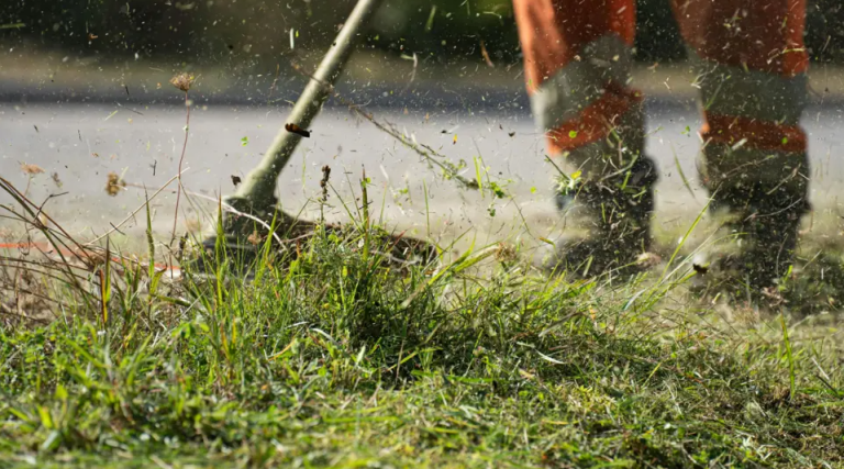 Study finds public support for wild green spaces depends on visual appeal