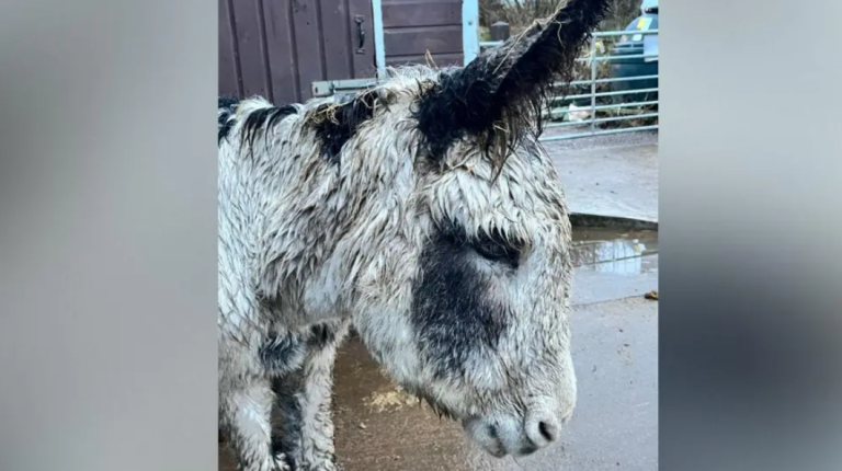 Donkeys Dumped at Sanctuary in Cumbria as Abandonment Cases Rise