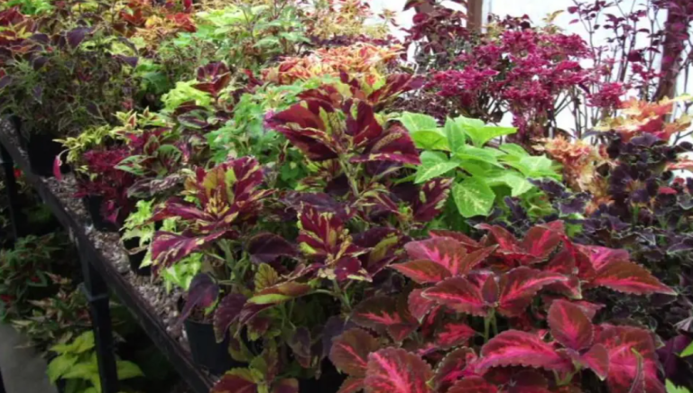 Rare Tropical Plants Face Uncertain Future After Croxteth Hall Glasshouse Heating Failure
